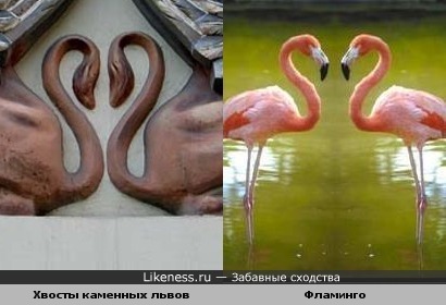 Пара хвостов похожа на пару фламинго