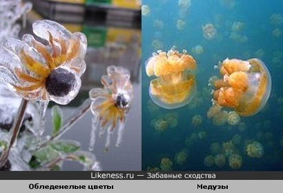 Обледенелые цветы похожи на медуз.