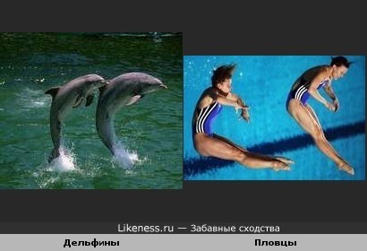 Пловцы и дельфины