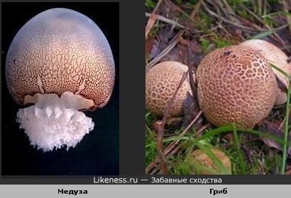 Медуза и гриб