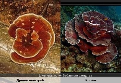 Древесный гриб и корал