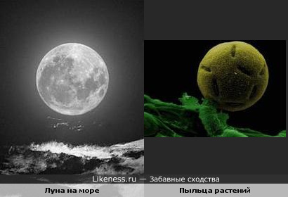 Луна на море и пыльца растений