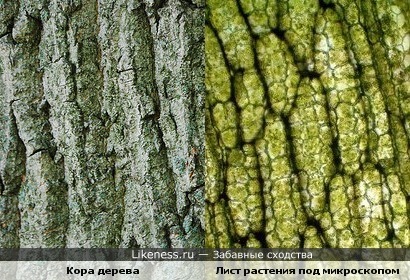 Кора дерева и лист растения под микроскопом