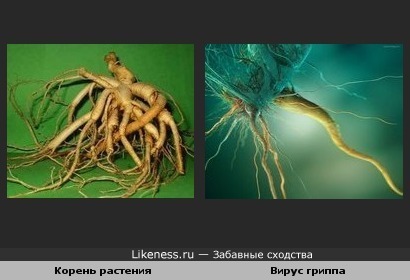Животный какой корень. Растение с корнем похожим на человека. Животные корень.