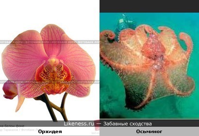 Орхидея и осьминог