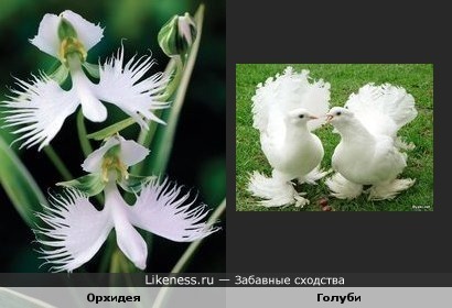Орхидея и голуби