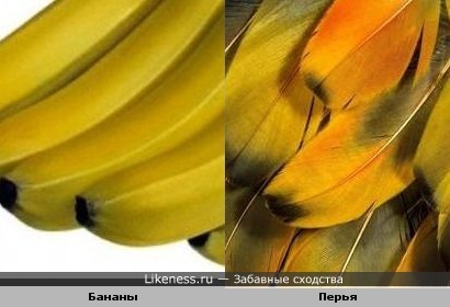 Бананы и перья