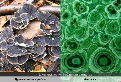 Древесные грибы и малахит
