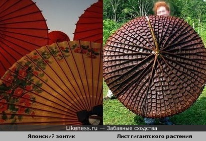 Японский зонтик и Лист гигантского растения