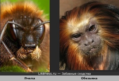 Пчела и Обезьяна