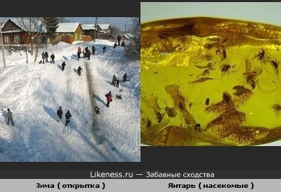Зима ( открытка ) и Янтарь ( насекомые )