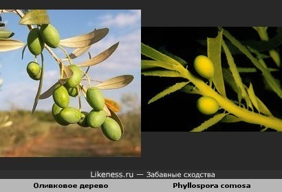 Оливковое дерево и Phyllospora comosa ( водоросли )