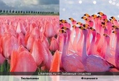 Тюльпаны и Фламинго