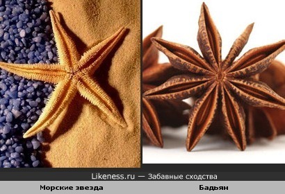 Морские звезды и Бадьян