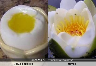 Яйцо вареное и Лотос