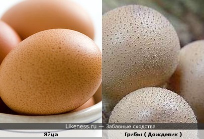 Яйца и Грибы ( Дождевик )
