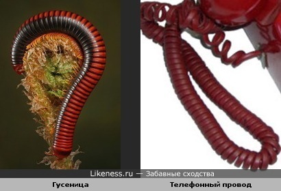 Гусеница похожа на телефонный провод