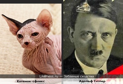 Котенок похож на Гитлера