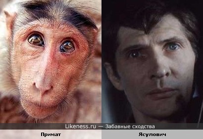 Примат похож на актера Игоря Ясуловича