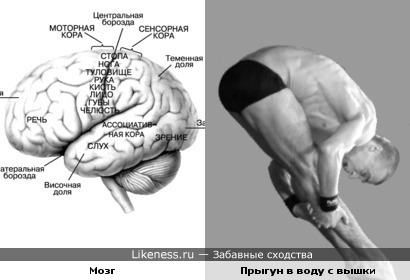 Человеческий головной мозг и спортсмен, выполняющий прыжок в воду с вышки
