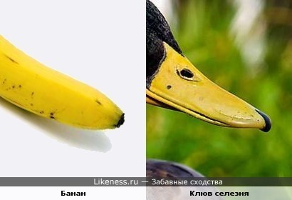 Банан и клюв селезня