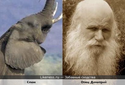 Слон и отец Димитрий (голова слона в профиль похожа на мужчину с бородой)