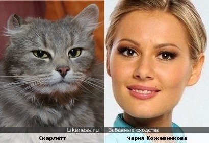 Кошачий взгляд Марии Кожевниковой
