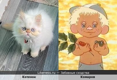 Котенок по прозвищу Picky напоминает Комарова из одноименного мультфильма