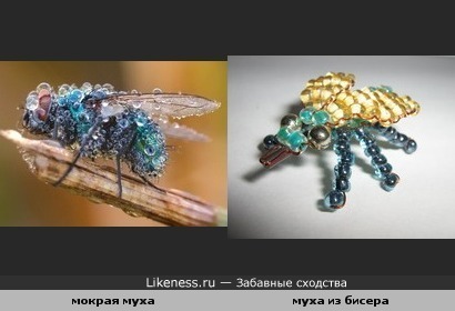 Мокрая муха похожа на муху из бисера