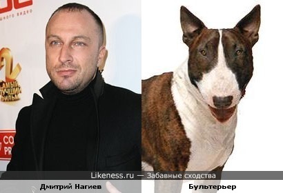 Дмитрий Нагиев похож на бультерьра