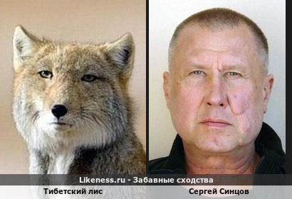 Тибетский лис и Сергей Синцов похожи
