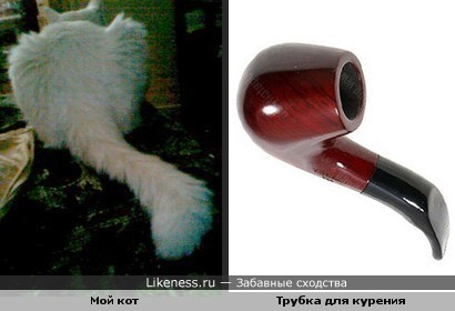 Кот похож на трубку для курения