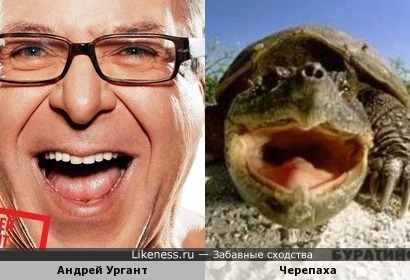 Андрей Ургант похож на черепаху