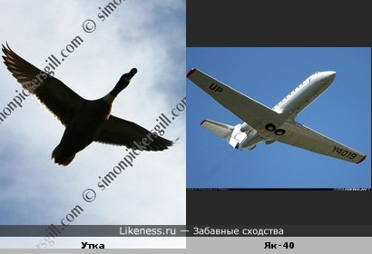 Самолет похожие слова. Самолет похож на птицу. Птицы и самолеты сходство. Самолет и птица аналогия. Самолет и птичка сравнение.