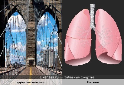 Бруклинский мост похож на лёгкие
