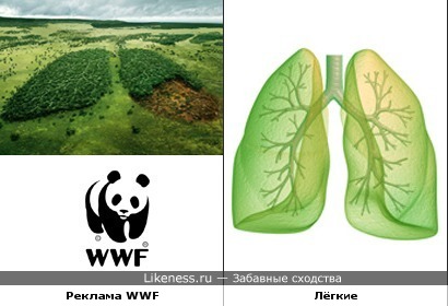 Реклама WWF и лёгкие