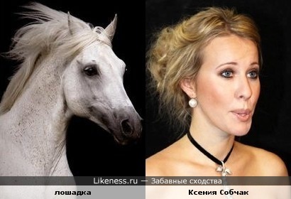 лошадь похожа на Ксению Собчак
