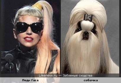 Леди Гага и собачка похожи