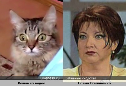 Кошак из видео похож на Елену Степаненко