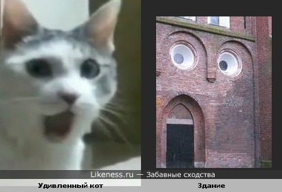 Удивленный кот похож на здание ))