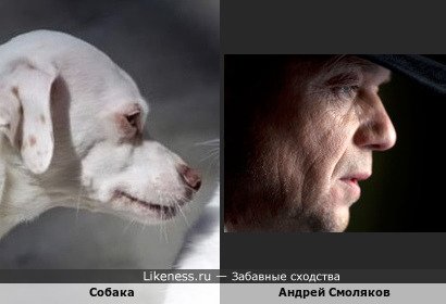 Собака напоминает Андрея Смолякова )