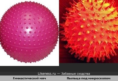 Гимнастический мяч похож на пыльцу под микроскопом