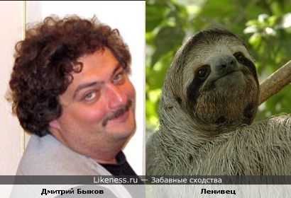 Дмитрий Быков похож на ленивца
