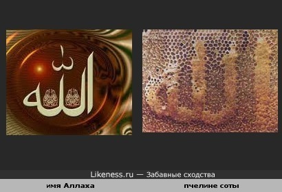 Пчелы оставили подпись Аллаха на стенке своего дома