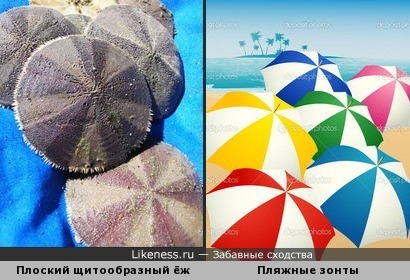 Скопление плоских щитообразных морских ежей напомнило пляжные зонтики