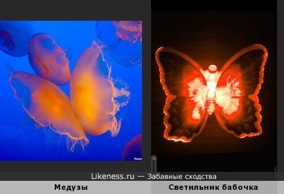 Медузы - бабочки подводного мира