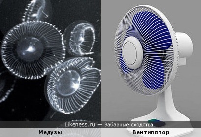 Светящиеся медузы похожи на сетки для вентилятора
