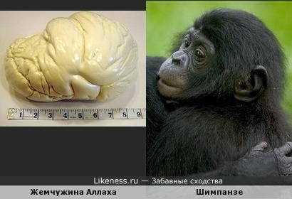 Самая большая в мире жемчужина напомнила голову шимпанзе