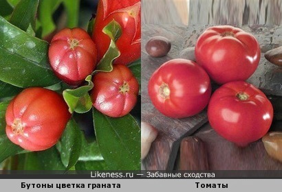 Бутоны цветка граната похожи на томаты