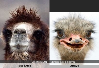 Верблюд и страус похожи глазками